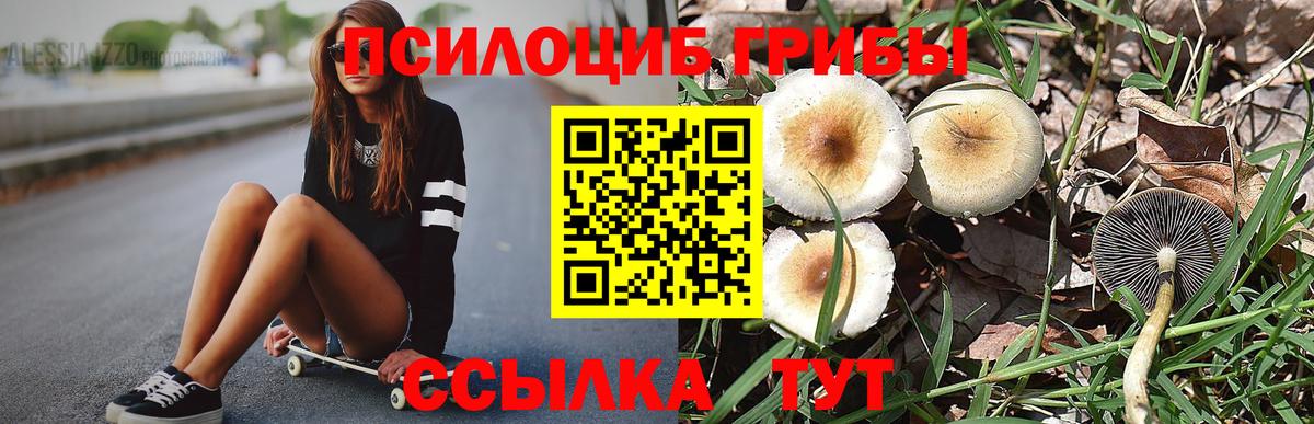 Бугуруслан  Псилоцибиновые грибы мицелий  Вход с VPN  Галлюциногенные грибы Psilocybe 